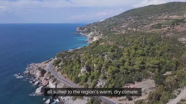 Video thumbnail for Best Plants For A Mediterranean Garden