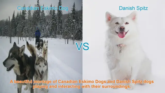 Video thumbnail for Canadian Eskimo Dog vs. Danish Spitz: A Comprehensive Breed Comparison