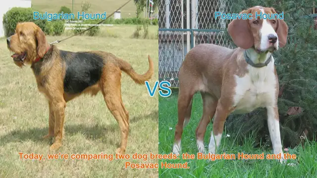 Video thumbnail for Bulgarian Hound vs. Posavac Hound: A Comprehensive Comparison