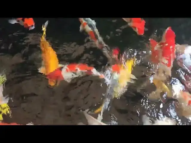 Video thumbnail for Koi Fish Population Management: Tips for a Balanced Breeding Pond