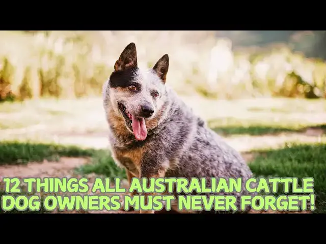 Video thumbnail for 12 Things All Australian Cattle Dog Owners Must Never Forget! 🐕