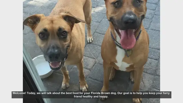 Video thumbnail for Best Food for Your Florida Brown Dog: Tips for a Healthy Diet