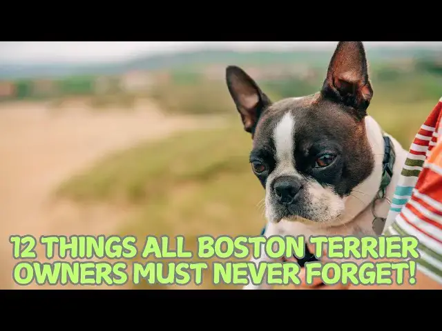 Video thumbnail for 12 Things All Boston Terrier Owners Must Never Forget! 🐾