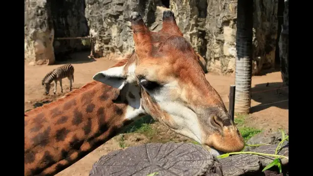 Video thumbnail for Dusit Zoo in Bangkok | Thailand