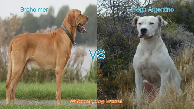 Video thumbnail for Broholmer vs. Dogo Argentino: A Detailed Breed Comparison