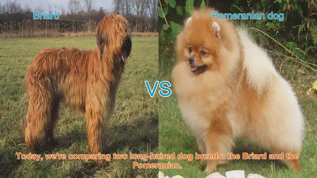 Video thumbnail for Briard vs. Pomeranian: A Comparison of Long-Haired Dog Breeds