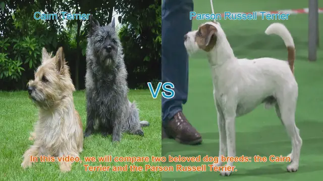 Video thumbnail for Cairn Terrier vs. Parson Russell Terrier: A Breed Comparison