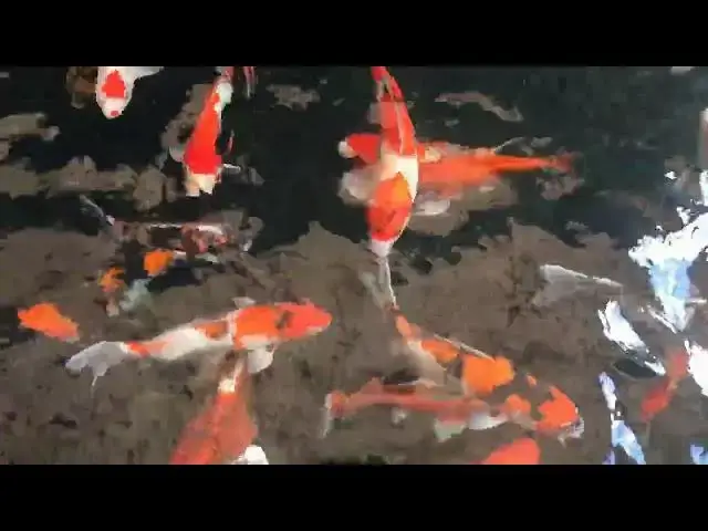 Video thumbnail for Koi Fish Posture: A Key Factor in Competitive Judging