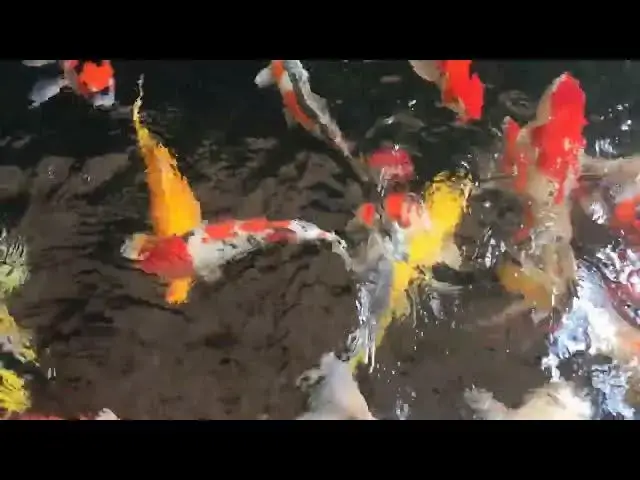 Video thumbnail for Koi Fish Color Care: Tips for Competition Season
