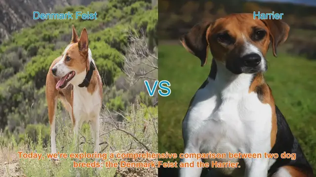 Video thumbnail for Dog Breed Comparison: Denmark Feist vs. Harrier