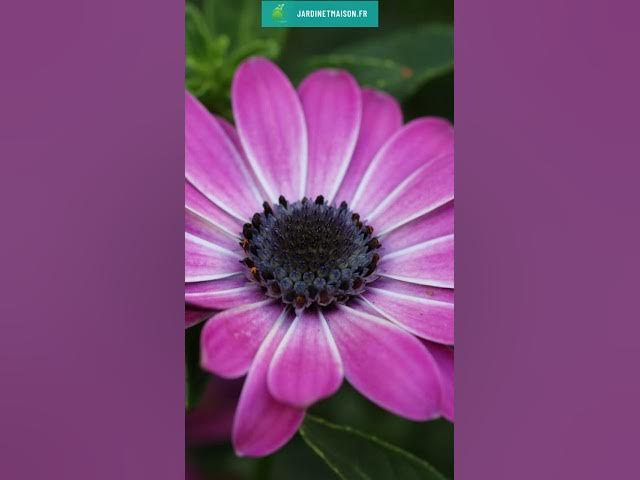 Video thumbnail for Tout savoir sur l'osteospermum marguerite africaine