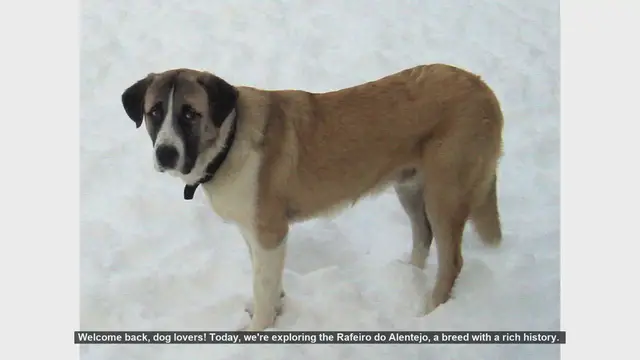 Video thumbnail for Top 10 Fascinating Facts About the Rafeiro do Alentejo
