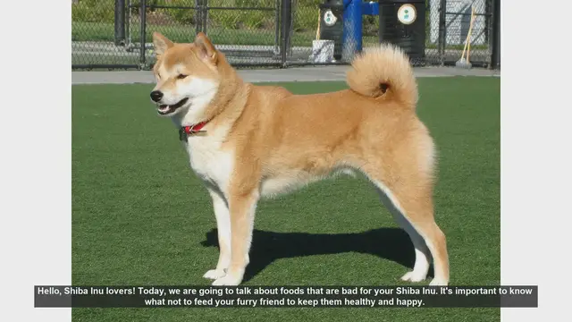 Video thumbnail for Foods to Avoid Feeding Your Shiba Inu: Keep Your Pup Safe!