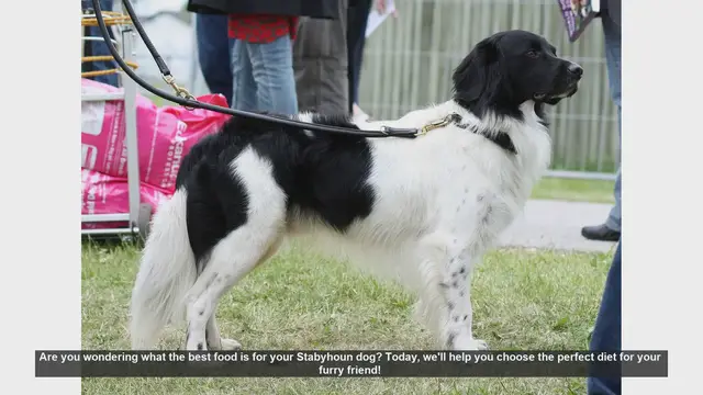 Video thumbnail for Best Diet for Your Stabyhoun Dog: Essential Tips for a Healthy Furry Friend