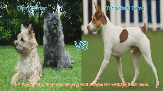 Video thumbnail for Cairn Terrier vs. Tenterfield Terrier: A Comparison of Two Charming Dog Breeds