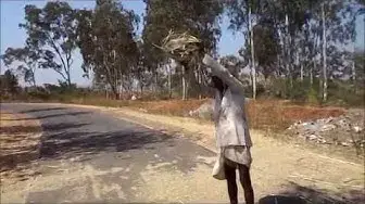 Video thumbnail for Agriculture in India/PEARL MILLET HARVESTING.