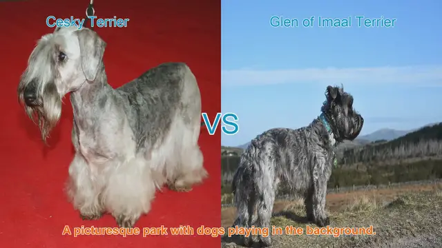 Video thumbnail for Cesky Terrier vs. Glen of Imaal Terrier: A Comprehensive Comparison
