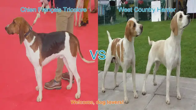 Video thumbnail for Dog Breed Showdown: Chien Français Tricolore vs. West Country Harrier