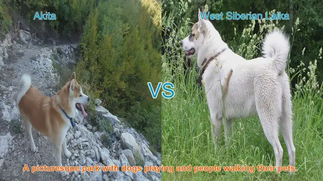 Video thumbnail for Akita vs. West Siberian Laika: A Comparison of Two Remarkable Dog Breeds