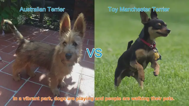 Video thumbnail for Comparing Australian Terrier and Toy Manchester Terrier: A Guide to Choosing the Perfect Furry Friend