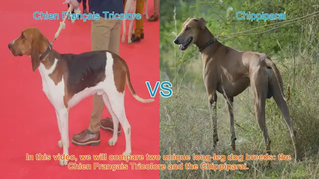 Video thumbnail for Comparing Chien Français Tricolore and Chippiparai: A Guide to Two Unique Dog Breeds