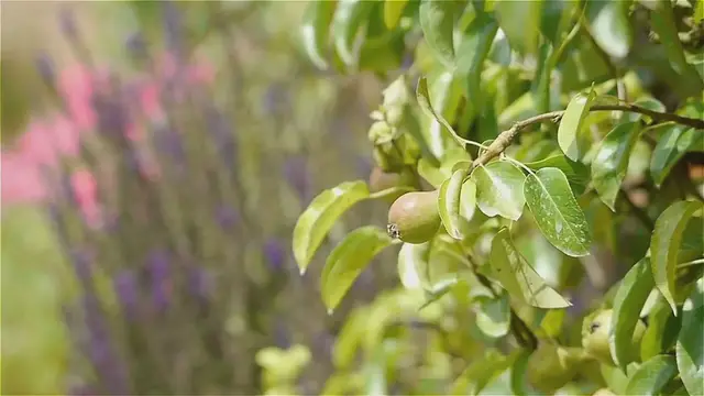 Video thumbnail for Fruit Tree Espaliers