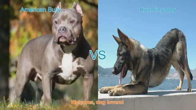 Video thumbnail for American Bully vs. Kunming Dog: A Comprehensive Breed Comparison