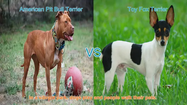 Video thumbnail for American Pit Bull Terrier vs. Toy Fox Terrier: A Breed Comparison