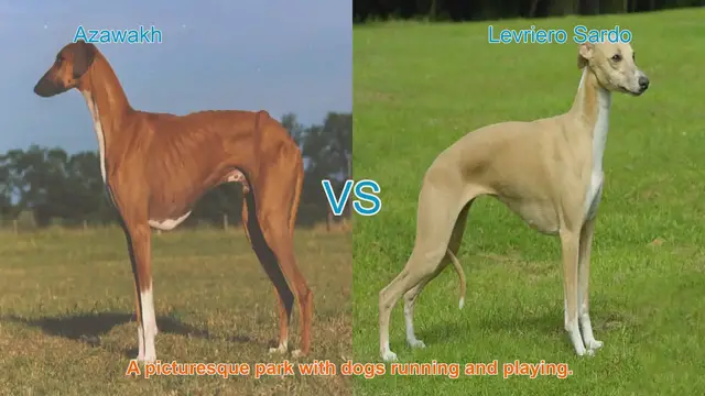 Video thumbnail for Azawakh vs. Levriero Sardo: A Comprehensive Breed Comparison