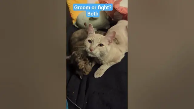 Video thumbnail for 🐈‍⬛🐈Kittens Groom-Fighting | Mr. Shine and Soot Sprite