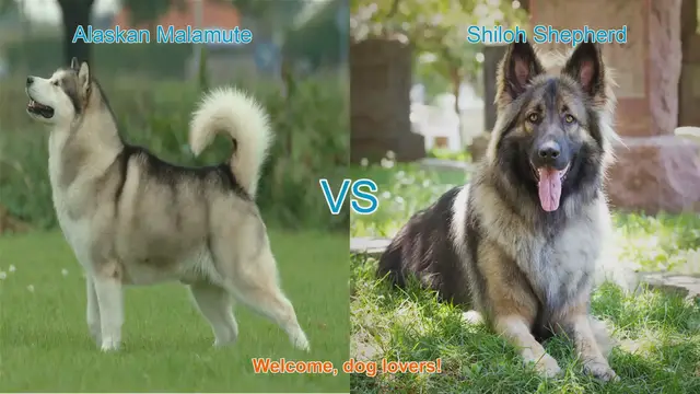 Video thumbnail for Alaskan Malamute vs. Shiloh Shepherd: A Comprehensive Comparison
