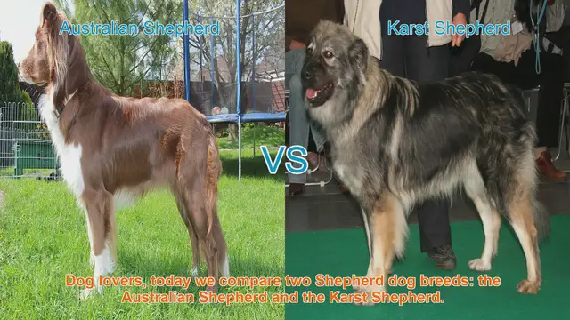 Video thumbnail for Australian Shepherd vs. Karst Shepherd: A Comparison of Two Shepherd Dog Breeds