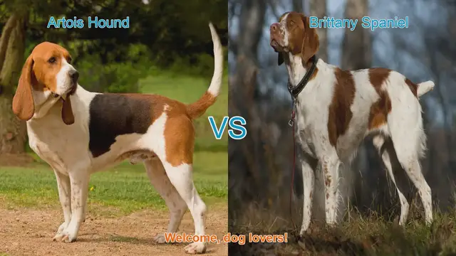Video thumbnail for Artois Hound vs. Brittany Spaniel: A Comprehensive Comparison