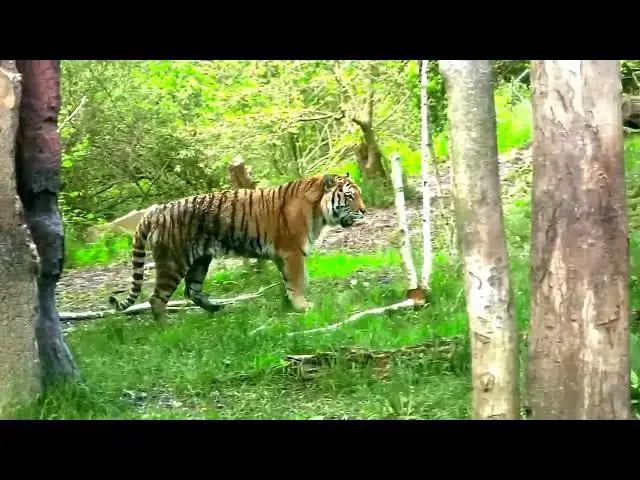 Video thumbnail for How Tigers Use Vocalizations to Locate Family Members?