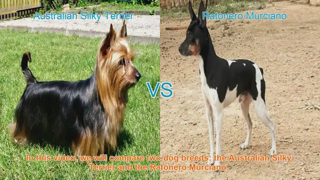 Video thumbnail for Comparing Australian Silky Terrier and Ratonero Murciano: A Guide for Dog Lovers