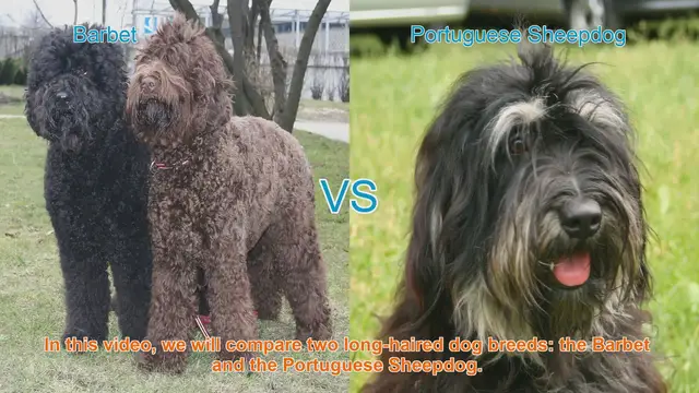 Video thumbnail for Barbet vs. Portuguese Sheepdog: A Comparison of Long-Haired Dog Breeds