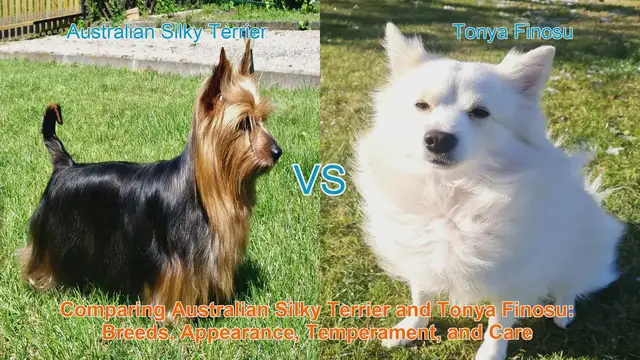 Video thumbnail for Comparing Australian Silky Terrier and Tonya Finosu: Breeds, Appearance, Temperament, and Care