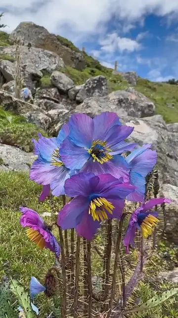 Video thumbnail for Meconopsis