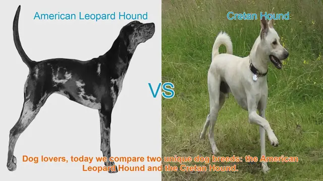 Video thumbnail for American Leopard Hound vs. Cretan Hound: A Comparison of Two Unique Dog Breeds