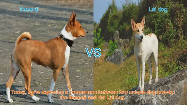 Video thumbnail for Basenji vs. Lài Dog: A Comprehensive Comparison