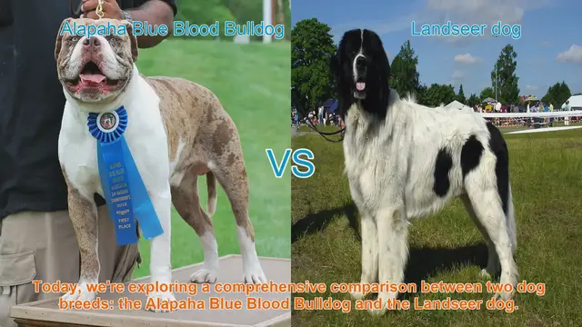 Video thumbnail for Alapaha Blue Blood Bulldog VS Landseer dog