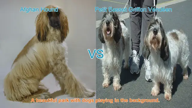 Video thumbnail for Exploring Afghan Hound and Petit Basset Griffon Vendéen: Unique Breeds Unveiled