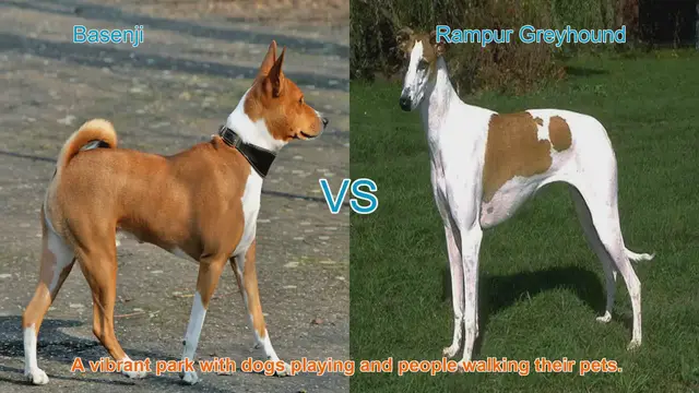 Video thumbnail for Basenji vs. Rampur Greyhound: A Breed Comparison