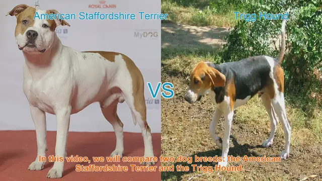 Video thumbnail for American Staffordshire Terrier vs. Trigg Hound: Breed Comparison