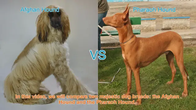 Video thumbnail for Comparing Afghan Hound and Pharaoh Hound: Traits and Characteristics