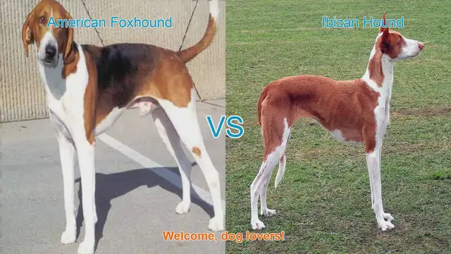 Video thumbnail for American Foxhound vs. Ibizan Hound: A Comparison of Two Energetic Breeds