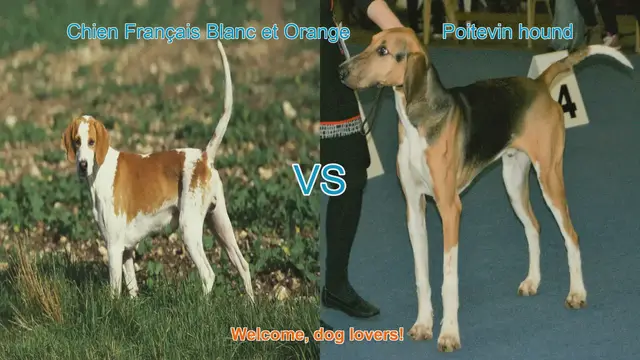 Video thumbnail for Chien Français Blanc et Orange vs. Poitevin Hound: A Breed Comparison