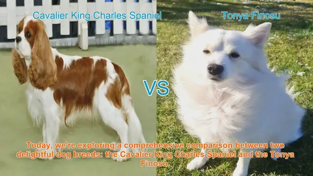 Video thumbnail for Cavalier King Charles Spaniel vs. Tonya Finosu: A Comprehensive Breed Comparison