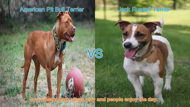 Video thumbnail for American Pit Bull Terrier vs. Jack Russell Terrier: A Comprehensive Comparison