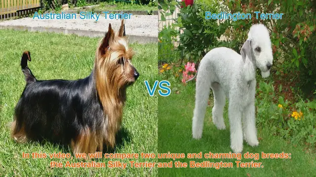 Video thumbnail for Comparing Australian Silky Terrier and Bedlington Terrier: Appearance, Temperament, and Care